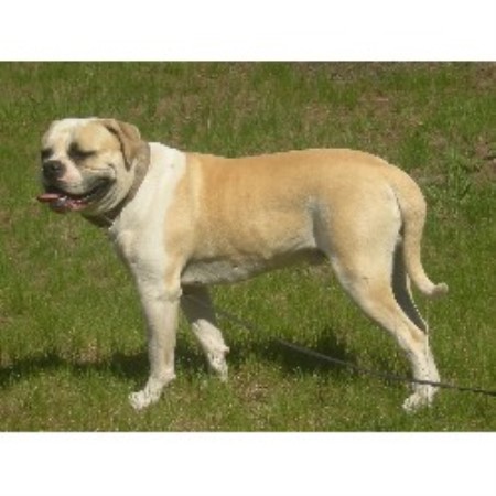 puppies bend oregon lucas high desert bulldogs american bulldog breeder in bend oregon listing id 14417 puppies bend oregon lucas high desert bulldogs american bulldog breeder in bend oregon listing id 14417