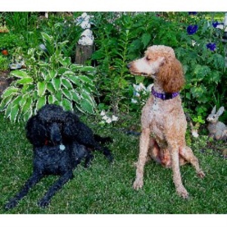 Poodle Standard breeder in Windsor Connecticut