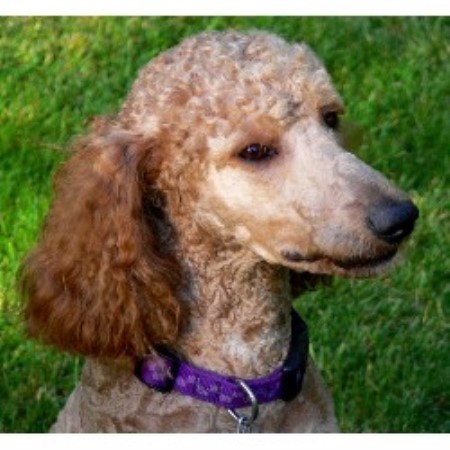 Poodle Standard in Connecticut picture 2