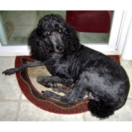 Poodle Standard breeder in Connecticut picture 2