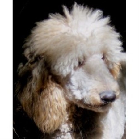 free dogs in ct elite standard poodle poodle standard breeder in connecticut free dogs in ct elite standard poodle poodle standard breeder in connecticut