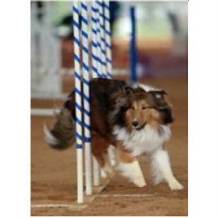 agility