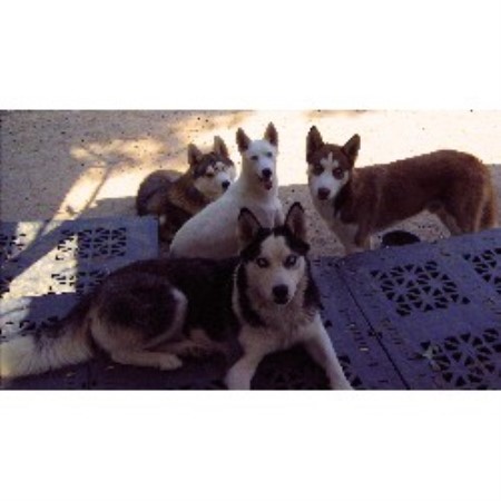 Siberian Husky in South Carolina picture 2