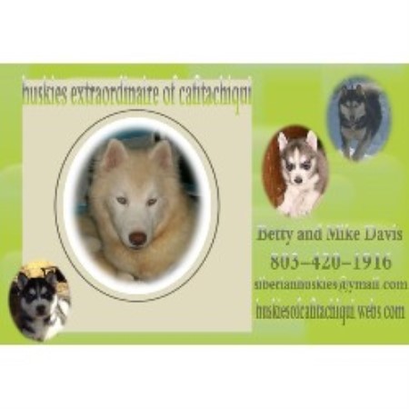 Siberian Husky Breeder in Camden, South Carolina