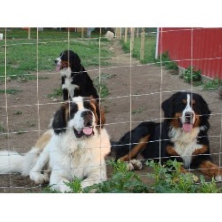 bernese mountain puppies ohio bernese mountain breeders in the usa and canada freedoglistings page 1 bernese mountain puppies ohio bernese mountain breeders in the usa and canada freedoglistings page 1