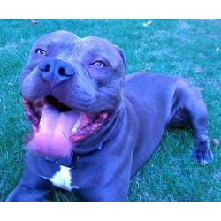 American Pit Bull Terrier Stud in Blacksburg, Virginia