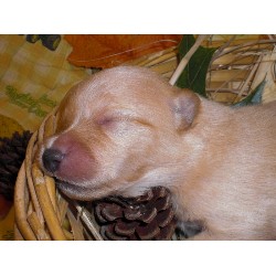 Pomeranian breeder in Oklahoma picture 2