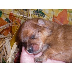 Pomeranian Breeder in Atoka, Oklahoma