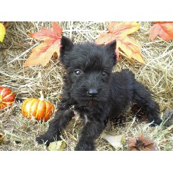 Miniature Schnauzer breeder in Atoka Oklahoma