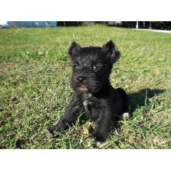 Miniature Schnauzer in Oklahoma