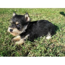 Miniature Schnauzer breeder in Oklahoma picture 2