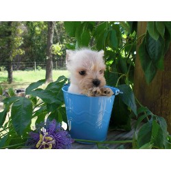 Miniature Schnauzer Breeder in Atoka, Oklahoma