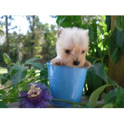 Miniature Schnauzer in Oklahoma picture 2