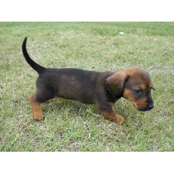 Dachshund breeder in Atoka Oklahoma