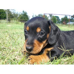 Dachshund Breeder in Atoka, Oklahoma