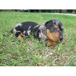 Doxie in Oklahoma picture 2