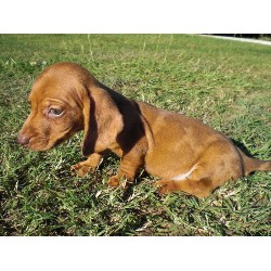 Doxie in Oklahoma