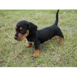 Doxie breeder in Oklahoma picture 2
