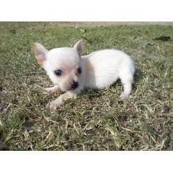 Chihuahua in Oklahoma picture 2