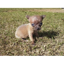 Chihuahua breeder in Atoka Oklahoma