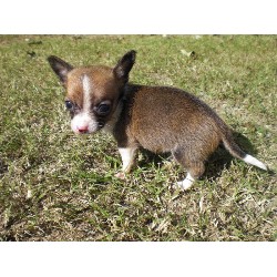 Chihuahua breeder in Oklahoma