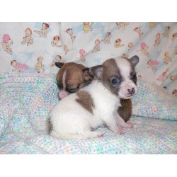 Chihuahua breeder in Oklahoma picture 2