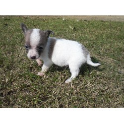 Chihuahua in Oklahoma