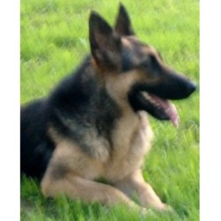GSD,Alsatian in Ohio