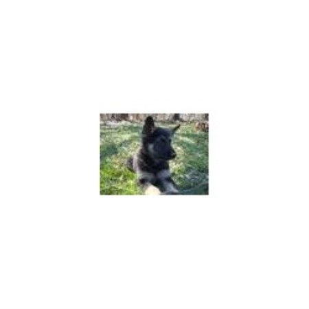 GSD,Alsatian breeder in Ohio picture 2