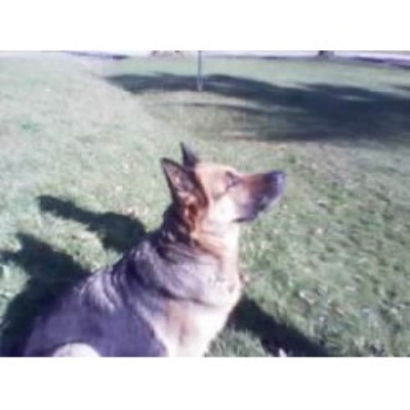 German Shepherd Dog breeder in Orwell Ohio