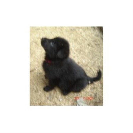 German Shepherd Dog Breeder in Orwell, Ohio