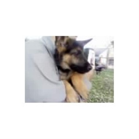 GSD,Alsatian in Ohio picture 2
