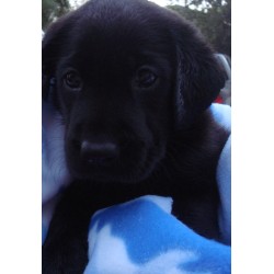 Labrador Retriever breeder in San Marcos Texas