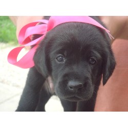 Labrador Retriever Breeder in San Marcos, Texas