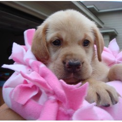 Lab breeder in Texas picture 2