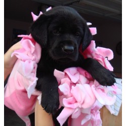 Lab in Texas