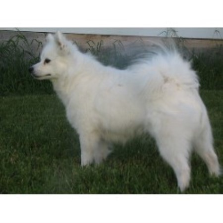American Eskimo Dog in British Columbia