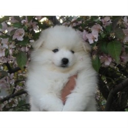 American Eskimo Dog breeder in Fort Nelson  British Columbia