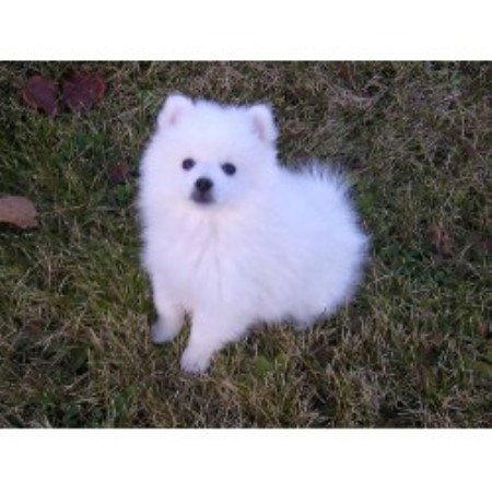 American Eskimo Dog breeder in British Columbia picture 2