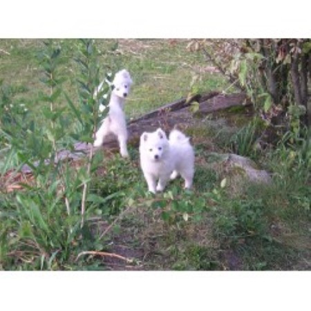 American Eskimo Dog in British Columbia picture 2