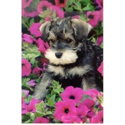 pomeranian puppies for free adoption in delhi pomeranian puppyjpg breeds picture pomeranian puppies for free adoption in delhi pomeranian puppyjpg breeds picture