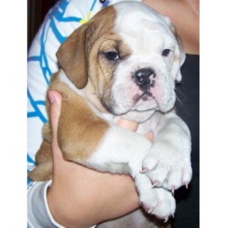 English Bulldog Breeder in Hillsboro, Ohio