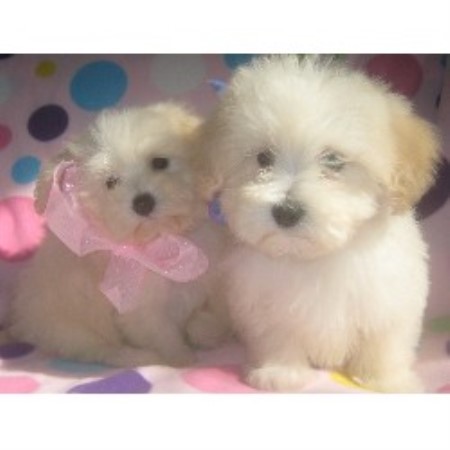 Coton De Tulear Breeder in Hollywood, California