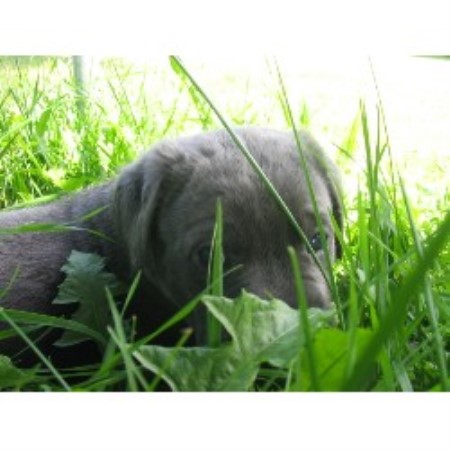 Cane Corso breeder in Brussels Ontario