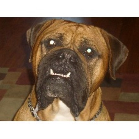 British Bulldog, Bulldog in Ohio