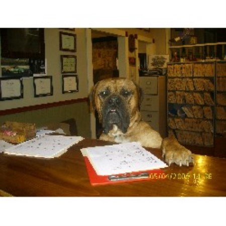 English Bulldog breeder in Norwalk Ohio