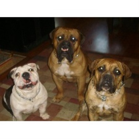British Bulldog, Bulldog breeder in Ohio picture 2