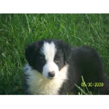 free puppies in va bonderosa border collies border collie breeder in hillsville virginia listing id free puppies in va bonderosa border collies border collie breeder in hillsville virginia listing id