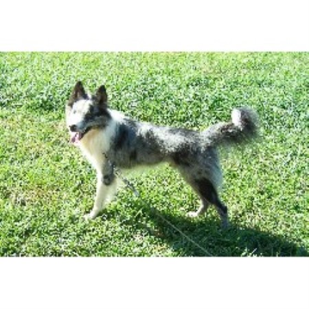 Border Collie breeder in Hillsville Virginia