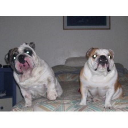 British Bulldog, Bulldog breeder in Florida picture 2